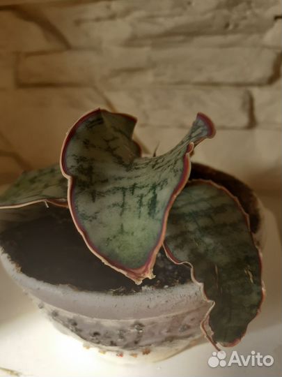 Сансиеверия