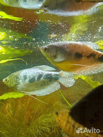 Аквариумные рыбки или обмен
