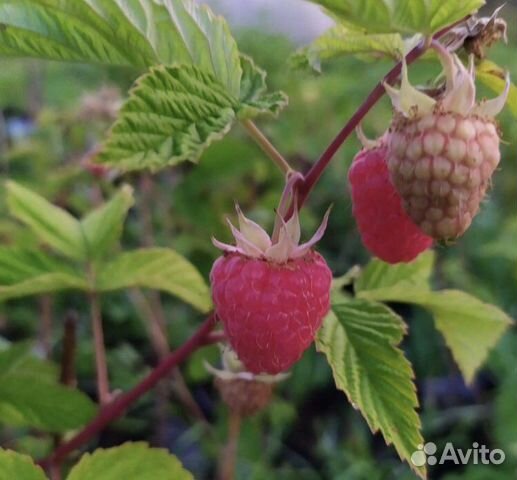 Малина петербург. Малина Rubus idaeus Heritage Херитейдж. Крыжовник и малина. Ветка малины. Ветка малины с ягодами.