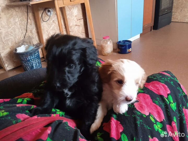 Маленькая собака