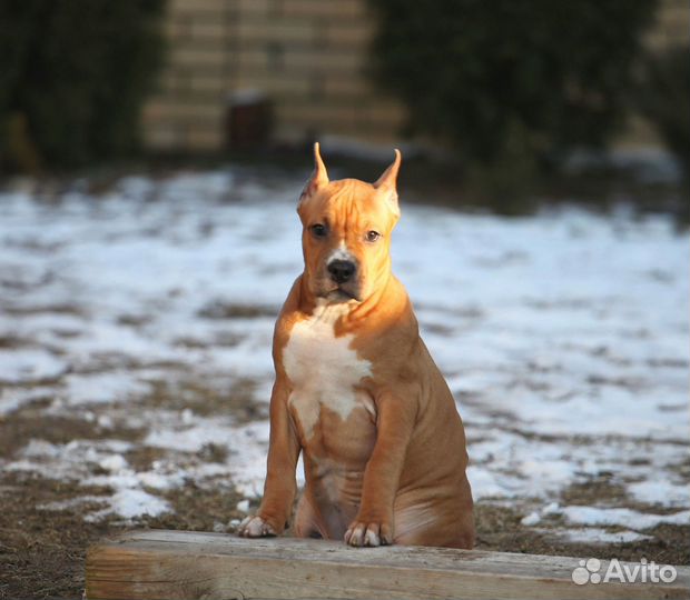 Девочка амстафф 2,5 мес