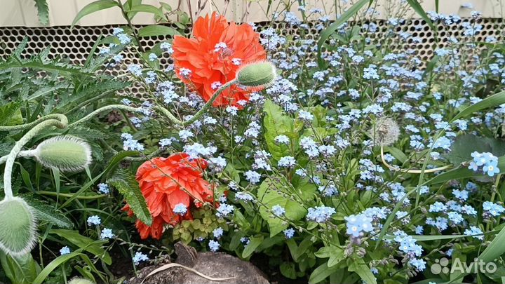 Садовые цветы и растения