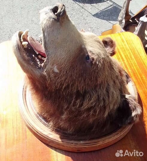 Голова медведя.(имитация)