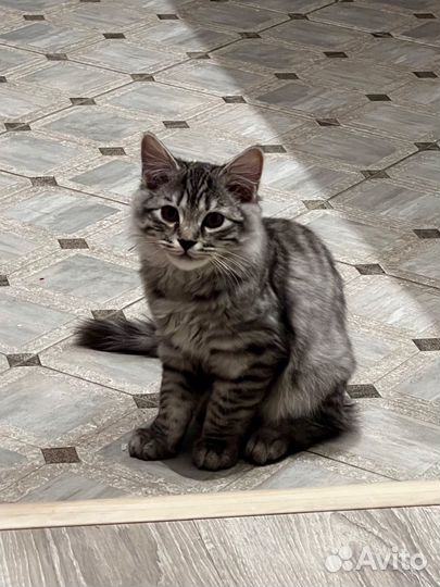 Британский кот