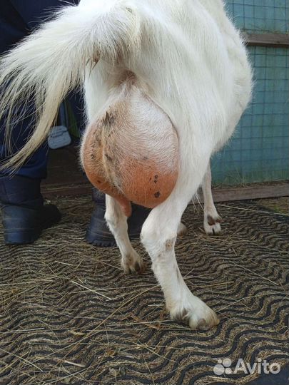 Коза дойная