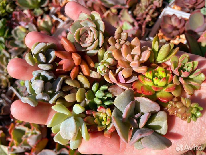 Суккуленты набором, ечеверия, кремнеседум