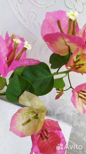 Бугенвилия Citra