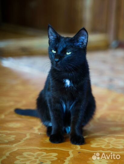 Котёнок, 7 месяцев