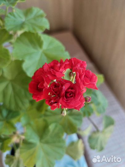 Пеларгония герань сортовая