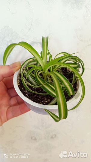 Комнатные растения