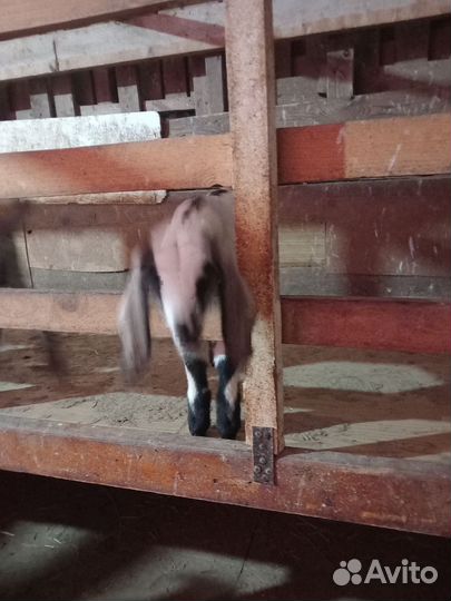 Нубийские козы козлы козлята