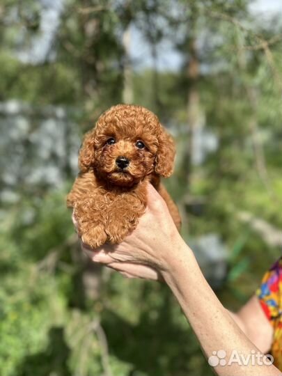 Той пудель мини