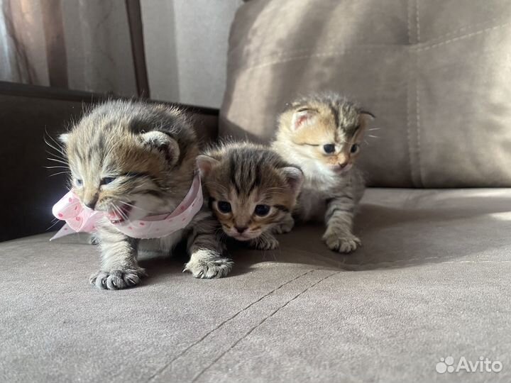 Шотландский котенок