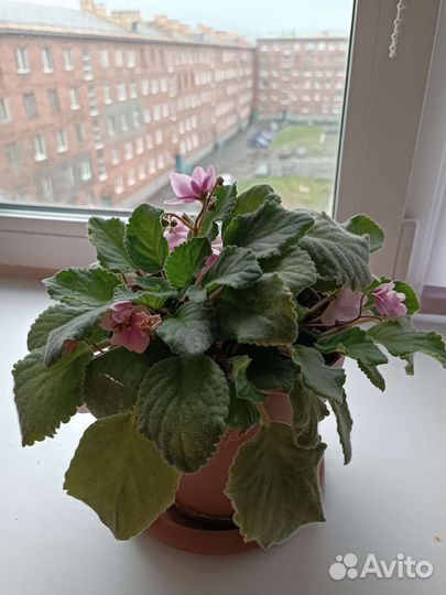 Комнатные цветы бесплатно