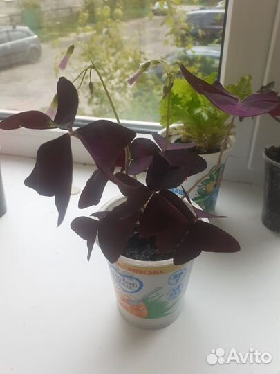 Кислица оксалис