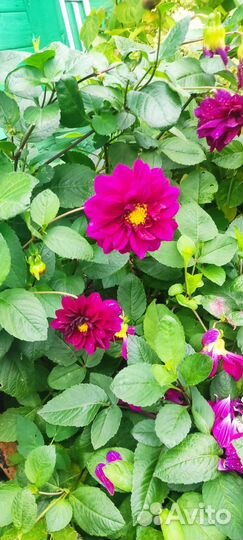 Георгины клубни