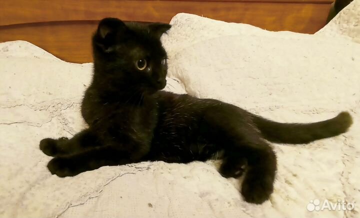 Котëнок в добрые руки