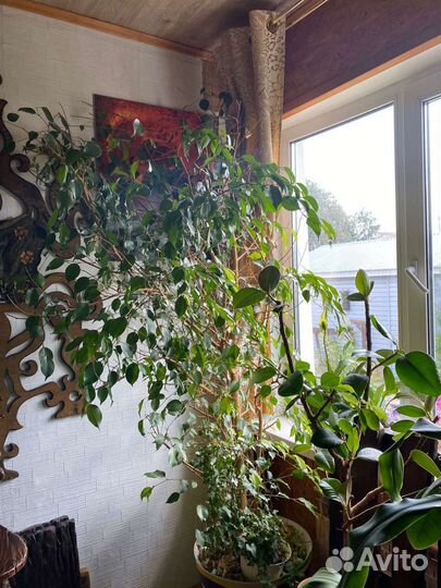 Фикус Бенжамина