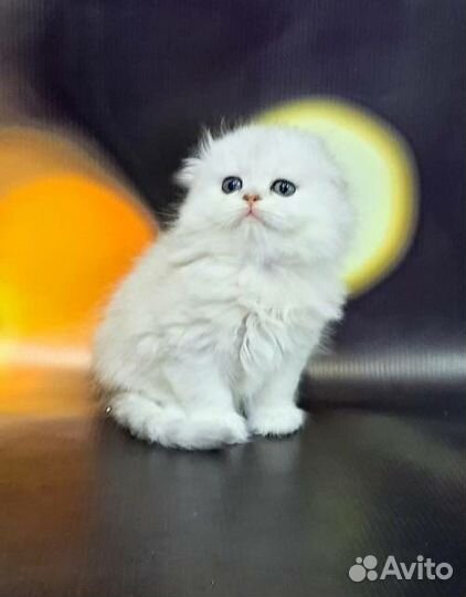 Шотландцы серебро