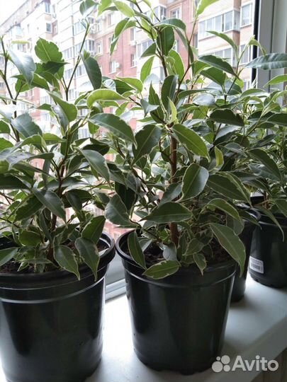 Алоэ /цветы