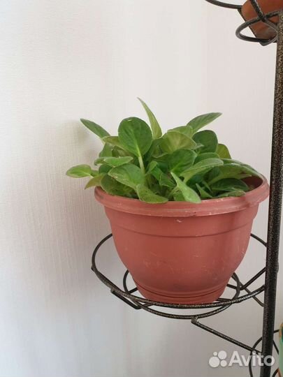 Цветы, домашние и офисные растение