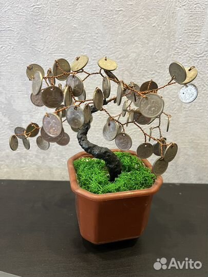 Мини бонсай. Денежное дерево