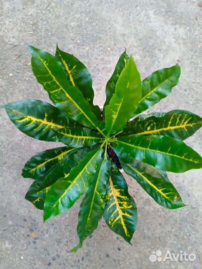 Кротоны Зулу, Эксетер и Филадельфия