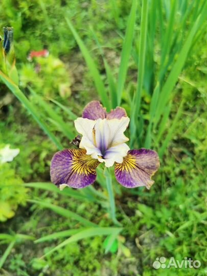 Ирисы бородатые, сибирские