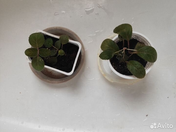 Гастерия, алоэ, тидея