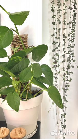 Опора / Тотем для растений