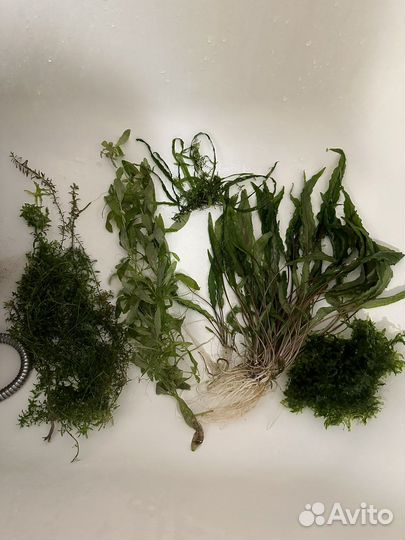 Аквариумные растения, креветки вишни, улитки