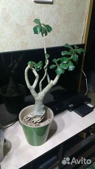 Хойя, Церопегия, Замиокулькас, Адениум