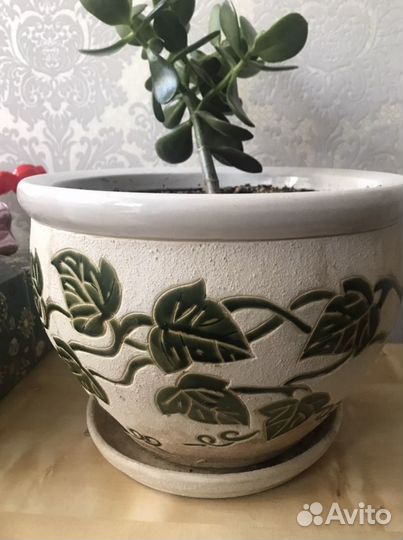 Крассула с вазой