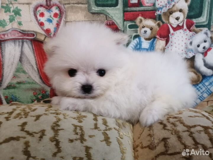 Померанский шпиц мини