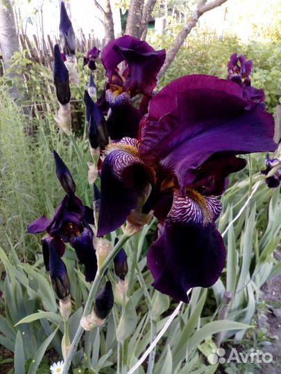 Многолетние цветочные растения для сада