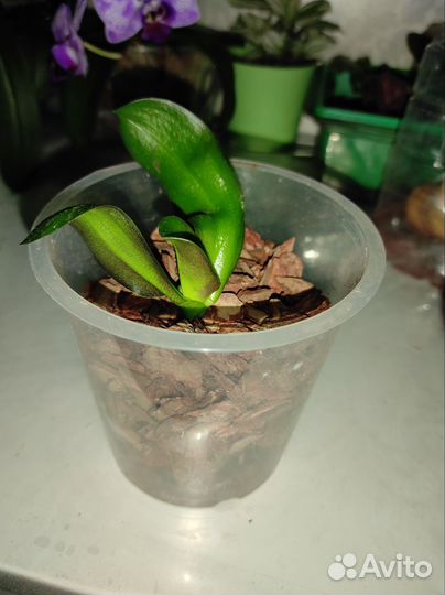 Орхидея фаленопсис детка