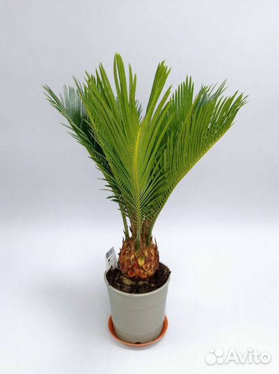 Пальма Цикас Revoluta