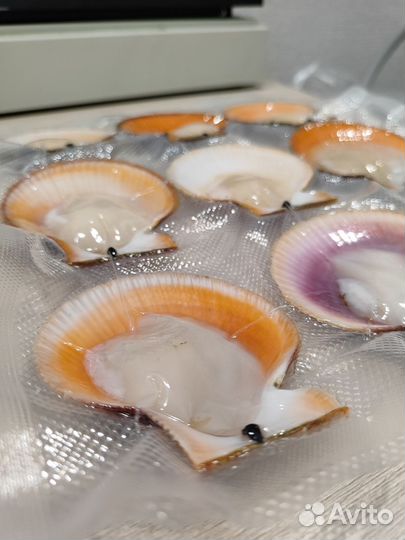 Морской гребешок свежий