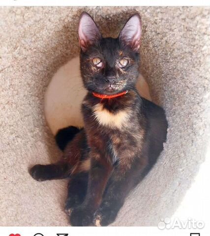 Кошка с особенностями,8 месяцев, стерелизованна