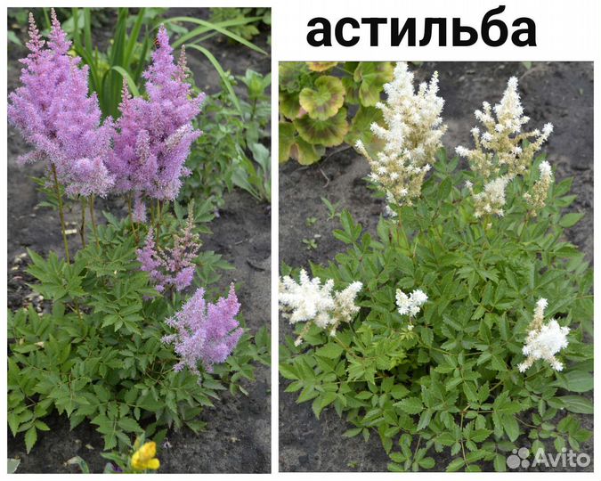 Многолетние садовые цветы