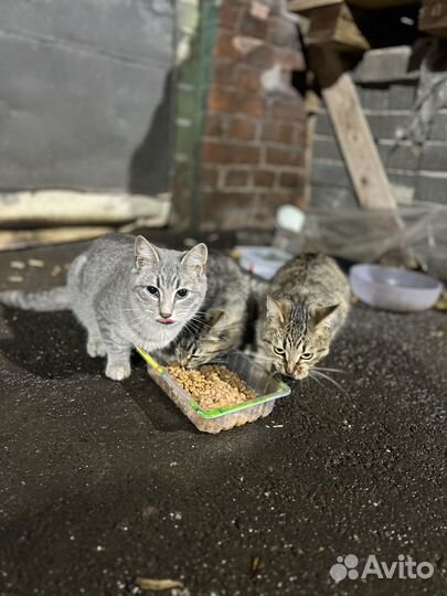 Котята невероятной красоты
