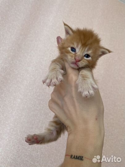 Котята мейн-кун рыжие и не только