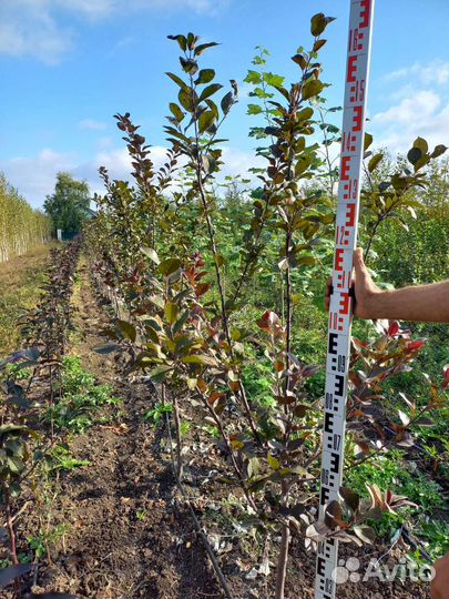 Посадочный материал, саженцы, Растения