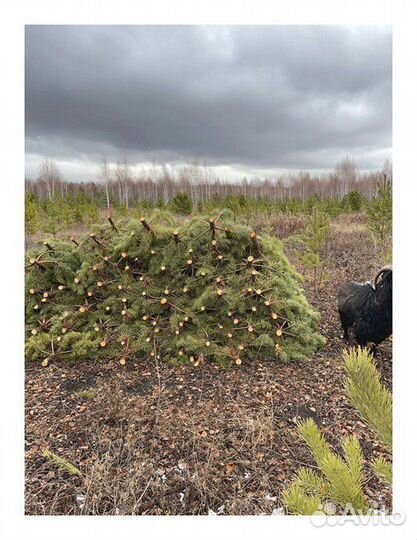 Сосна Новогодняя