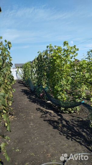 Саженцы и черенки винограда