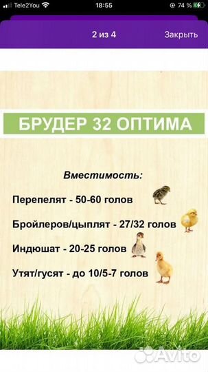 Брудер для цыплят