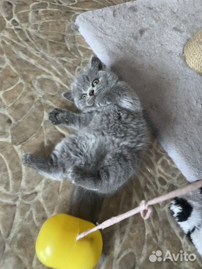 Британская короткошерстная (котята)