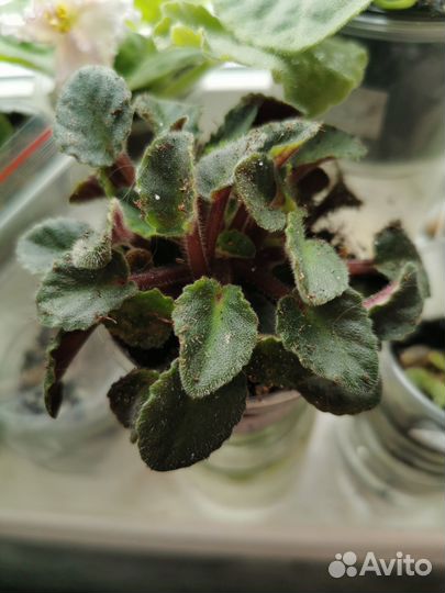 Сортовые фиалки