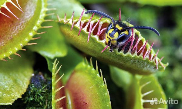 Венерина Мухоловка, семена