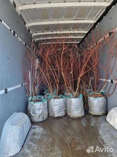 Саженцы деревьев и кустарников (Разные)